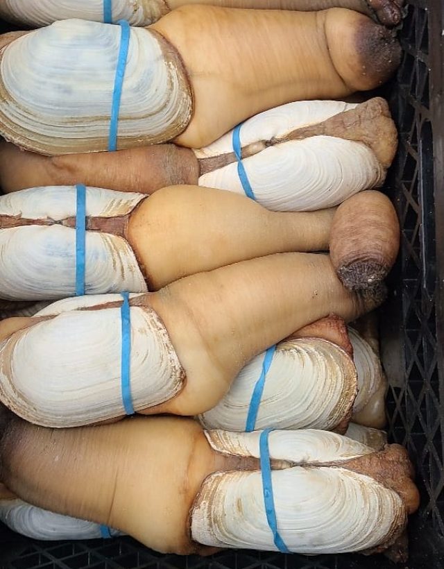 geoduck