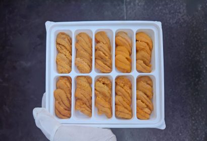 sea-urchin sea-urchin